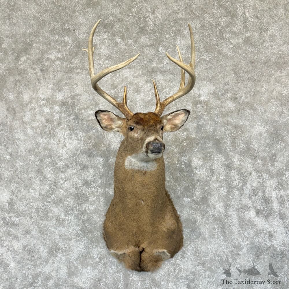 Whitetail Deer Shoulder Mount For Sale #29171 - The Taxidermy Store