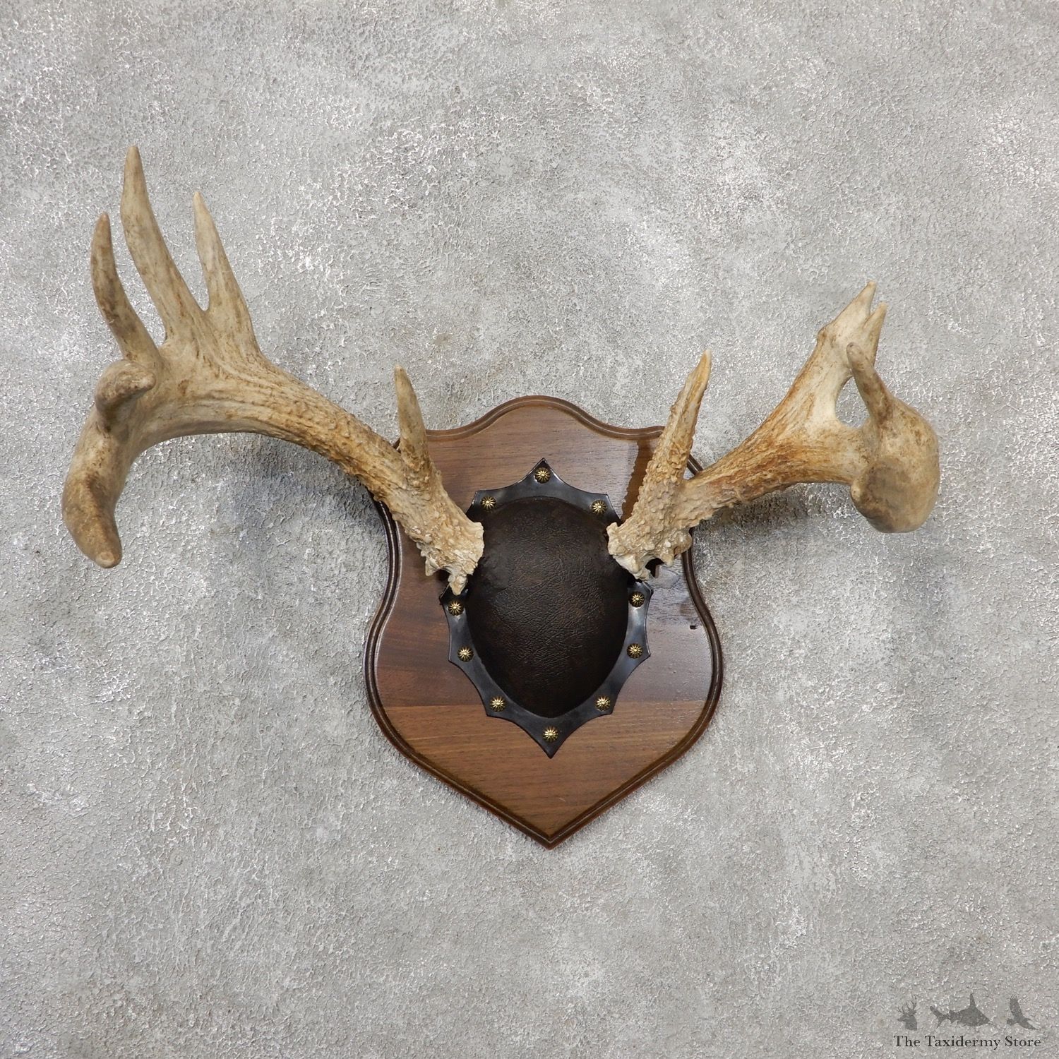 Whitetail Deer Antler Plaque Mount For Sale #19111 @ The Taxidermy Store