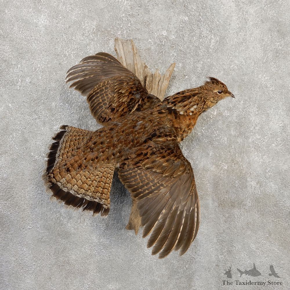 Ruffed Grouse Bird Mount For Sale #20284 @ The Taxidermy Store