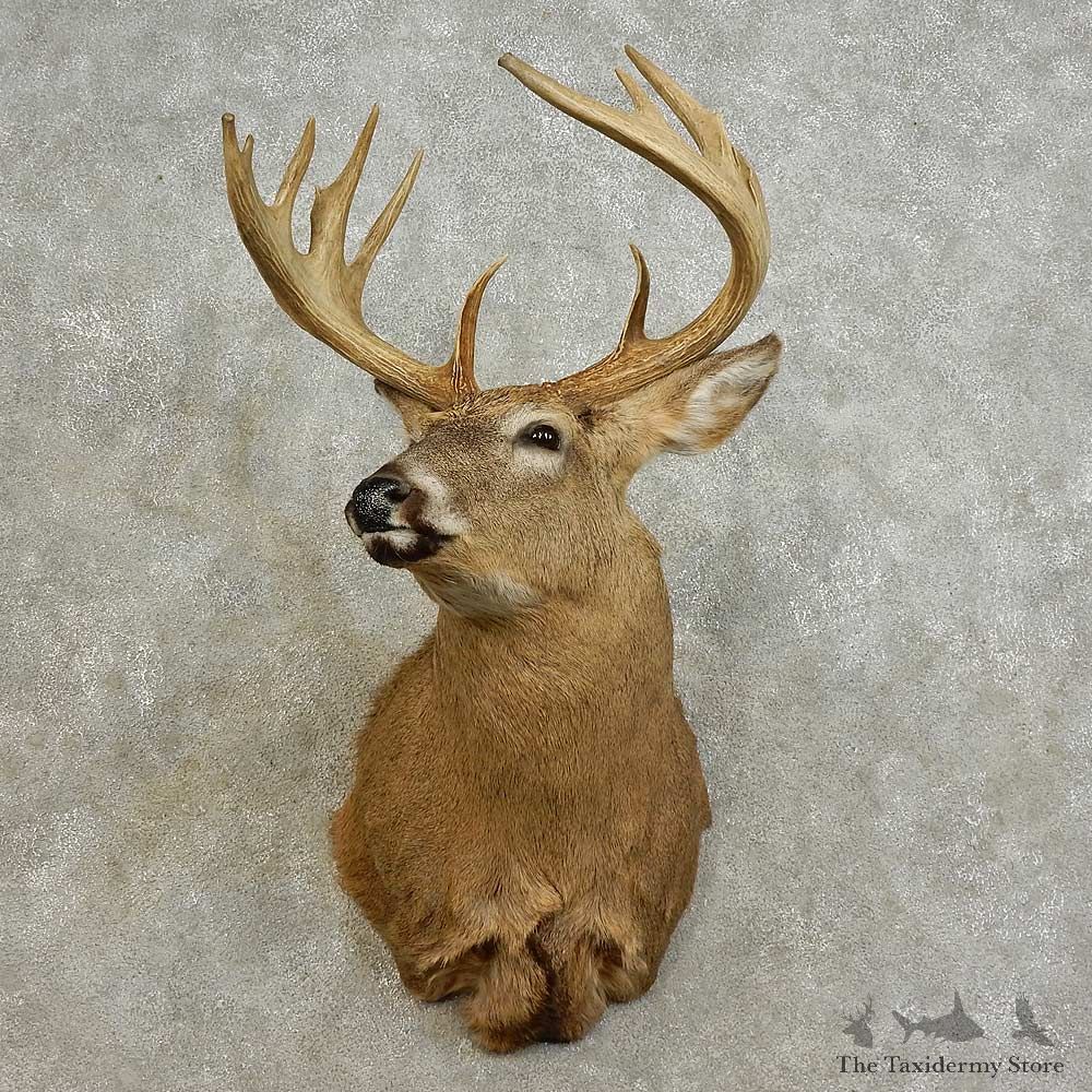 Whitetail Deer Shoulder Mount For Sale #15877 @ The Taxidermy Store