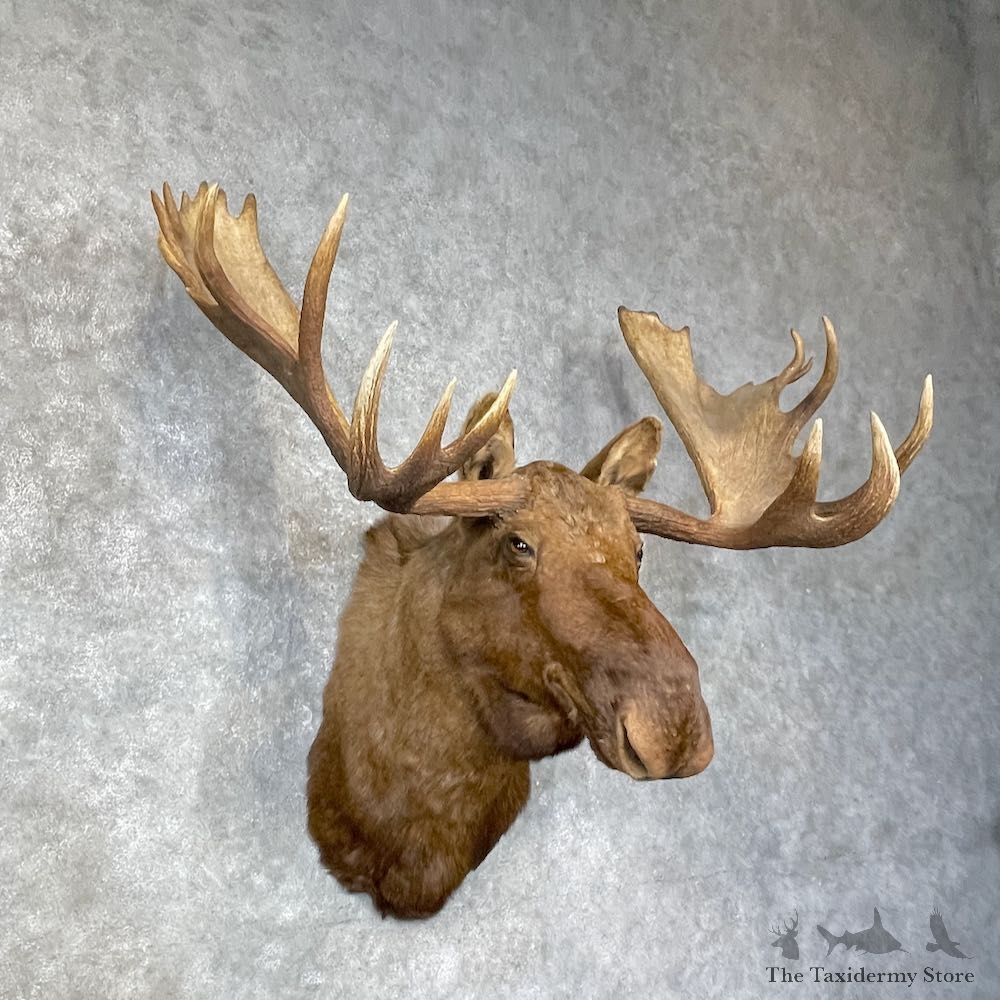 Alaskan Yukon Moose Shoulder Mount For Sale #25394 @ The Taxidermy Store