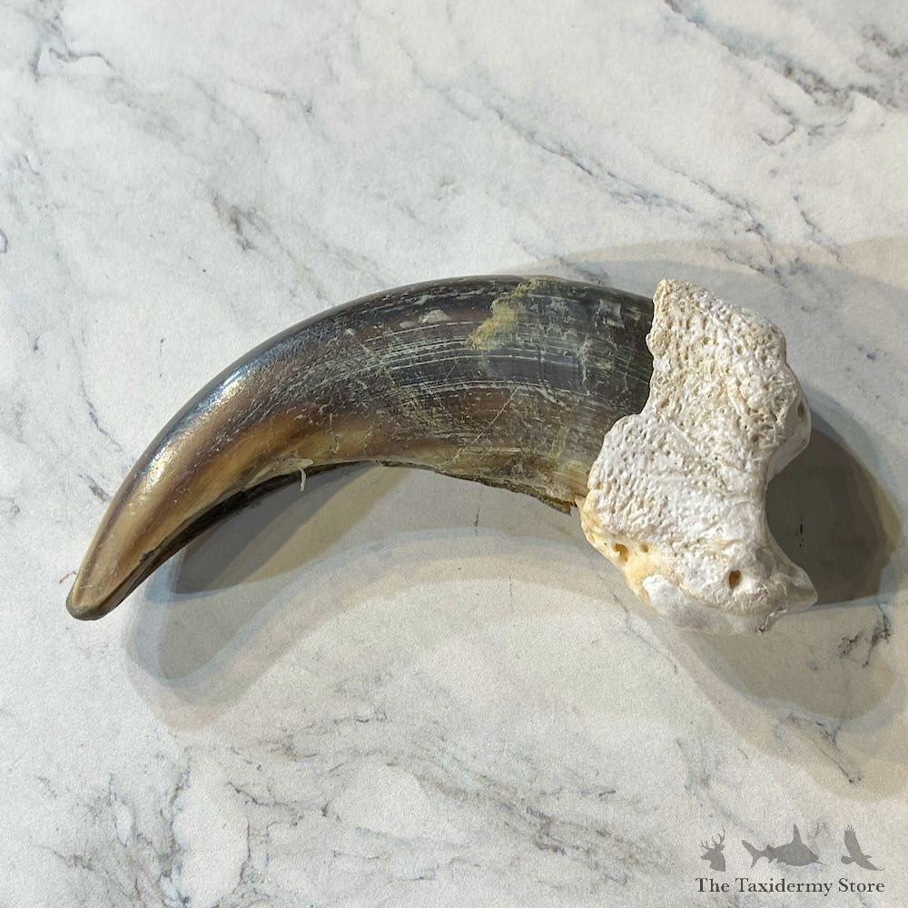 Grizzly Bear Claw For Sale #26023 @ The Taxidermy Store