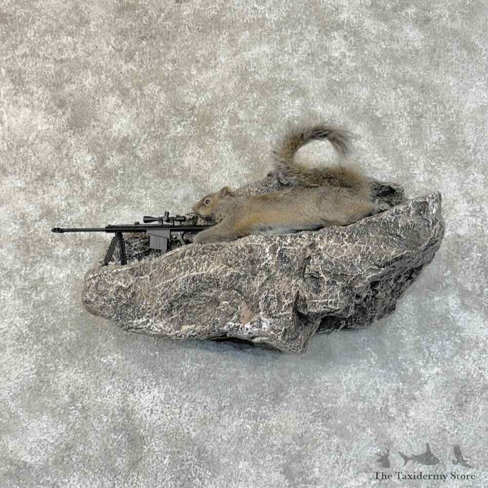 Sniper Squirrel Novelty Mount For Sale #31474 @ The Taxidermy Store