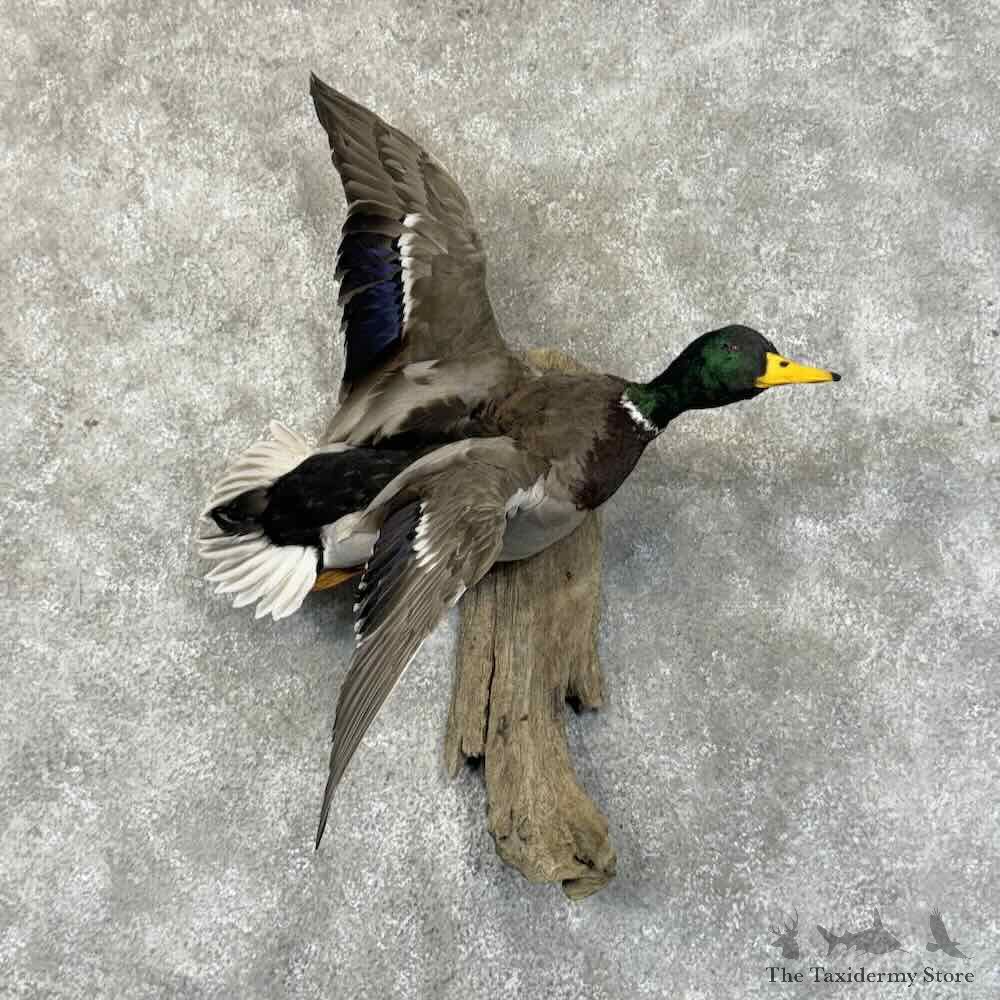 Mallard Duck Drake Mount For Sale #31247 @ The Taxidermy Store
