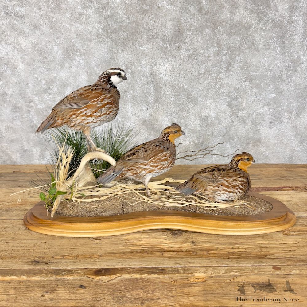 Bobwhite Quail Scene For Sale #30189 @ The Taxidermy Store