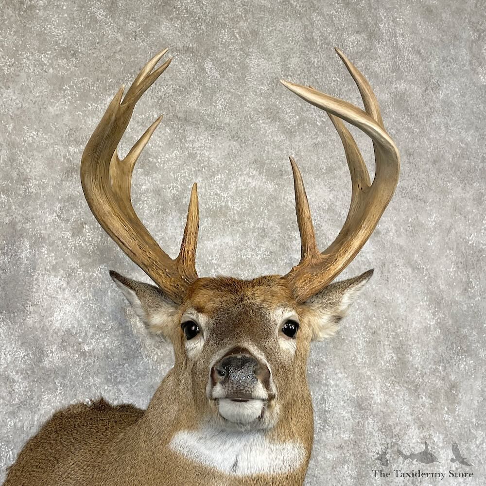Whitetail Deer Shoulder Mount For Sale #28168 - The Taxidermy Store
