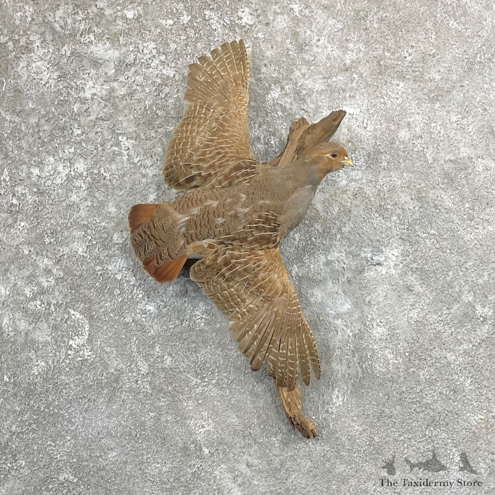 Hungarian Grey Partridge Mount For Sale #27808 @ The Taxidermy Store