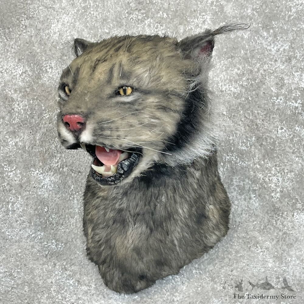 Reproduction Black Lynx Shoulder Mount For Sale #28724 @ The Taxidermy Store