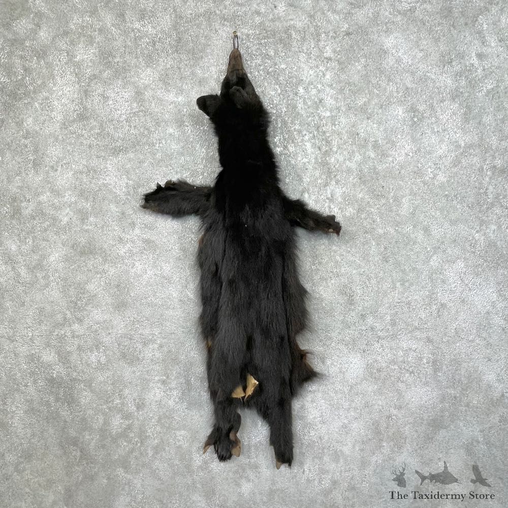 Tanned Black Bear Wall Hanging Pelt For Sale #25342 - The Taxidermy Store