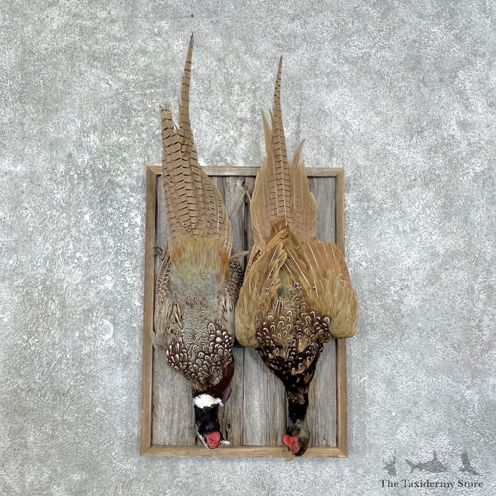 Double Ringneck Pheasant Harvest Mount For Sale #25876 @ The Taxidermy Store