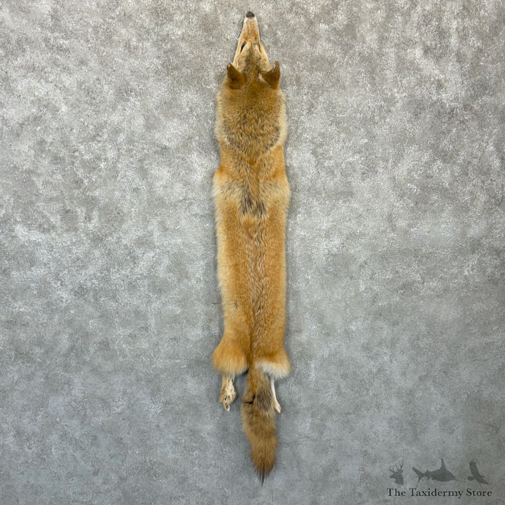 Strawberry Coyote Tanned Hide For Sale #29740 @ The Taxidermy Store