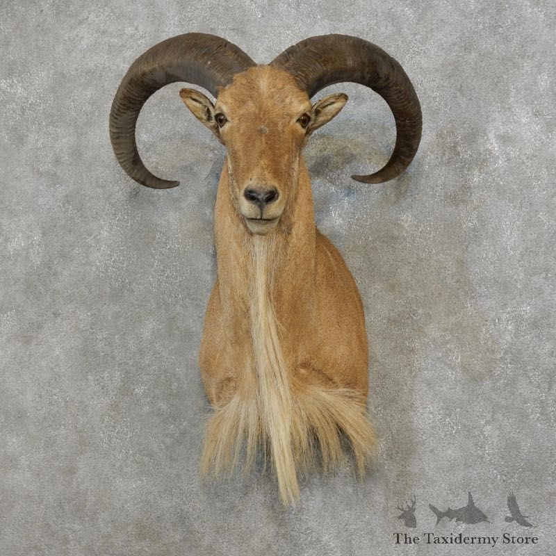 Aoudad Shoulder Mount For Sale #17178 @ The Taxidermy Store