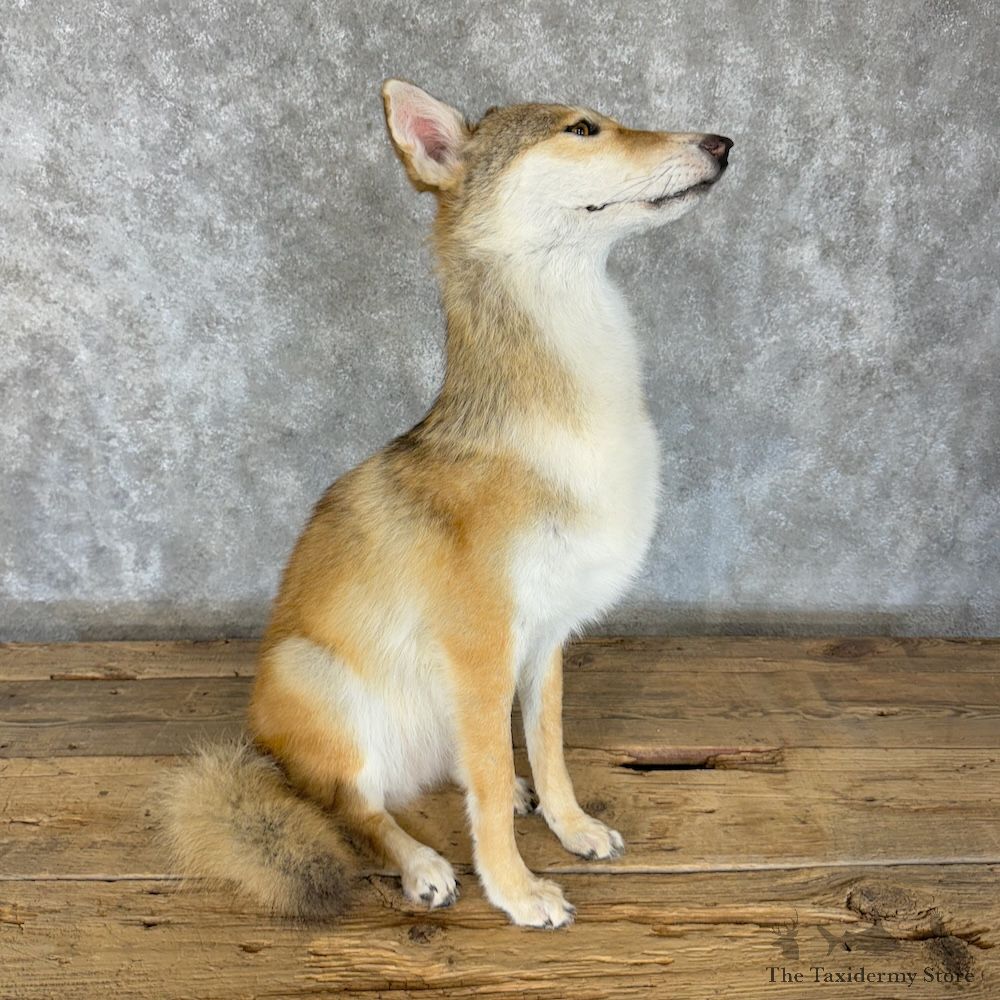 Sitting Coyote Life Size Mount For Sale #29614 @ The Taxidermy Store