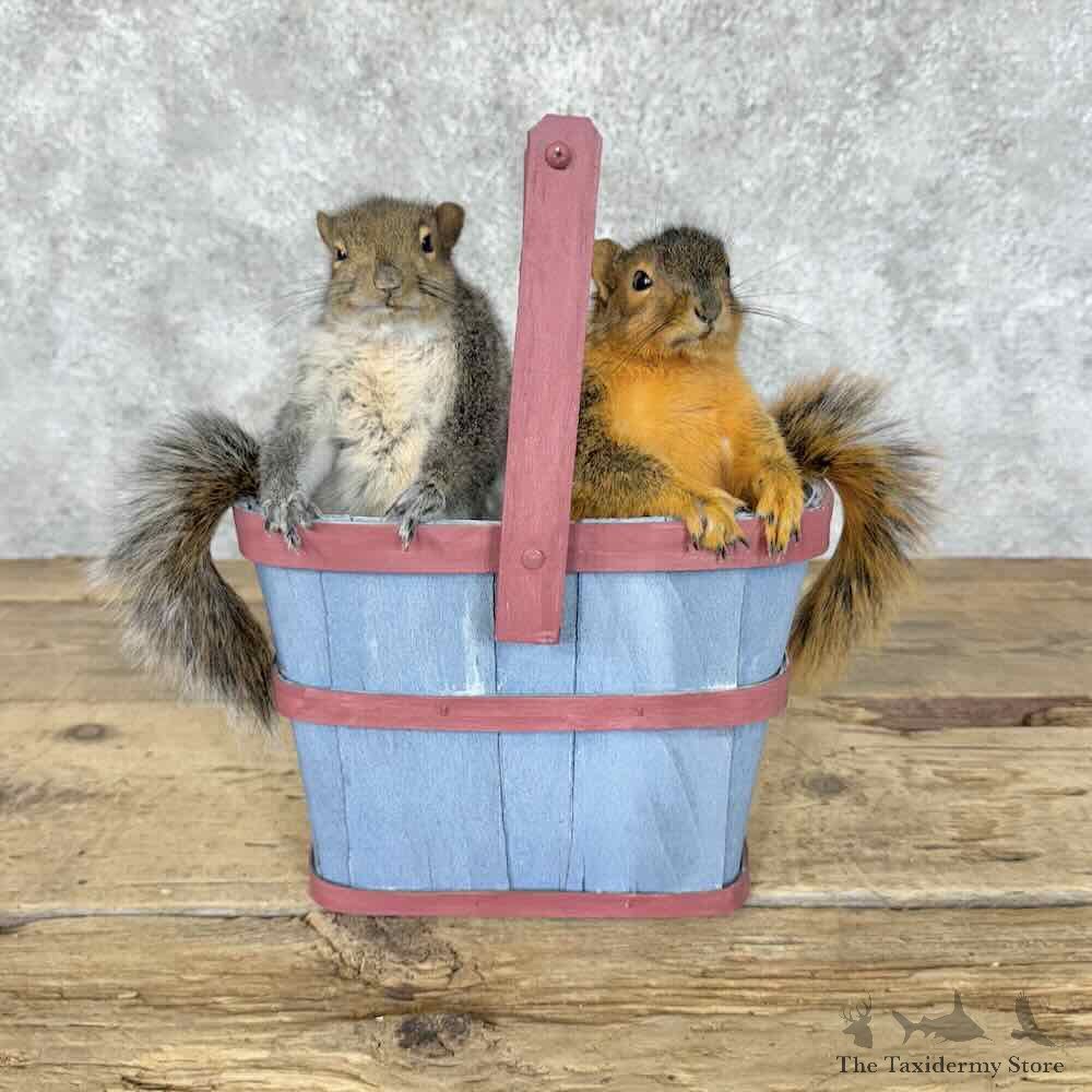 Squirrel Pair Novelty Mount For Sale #30542 @ The Taxidermy Store