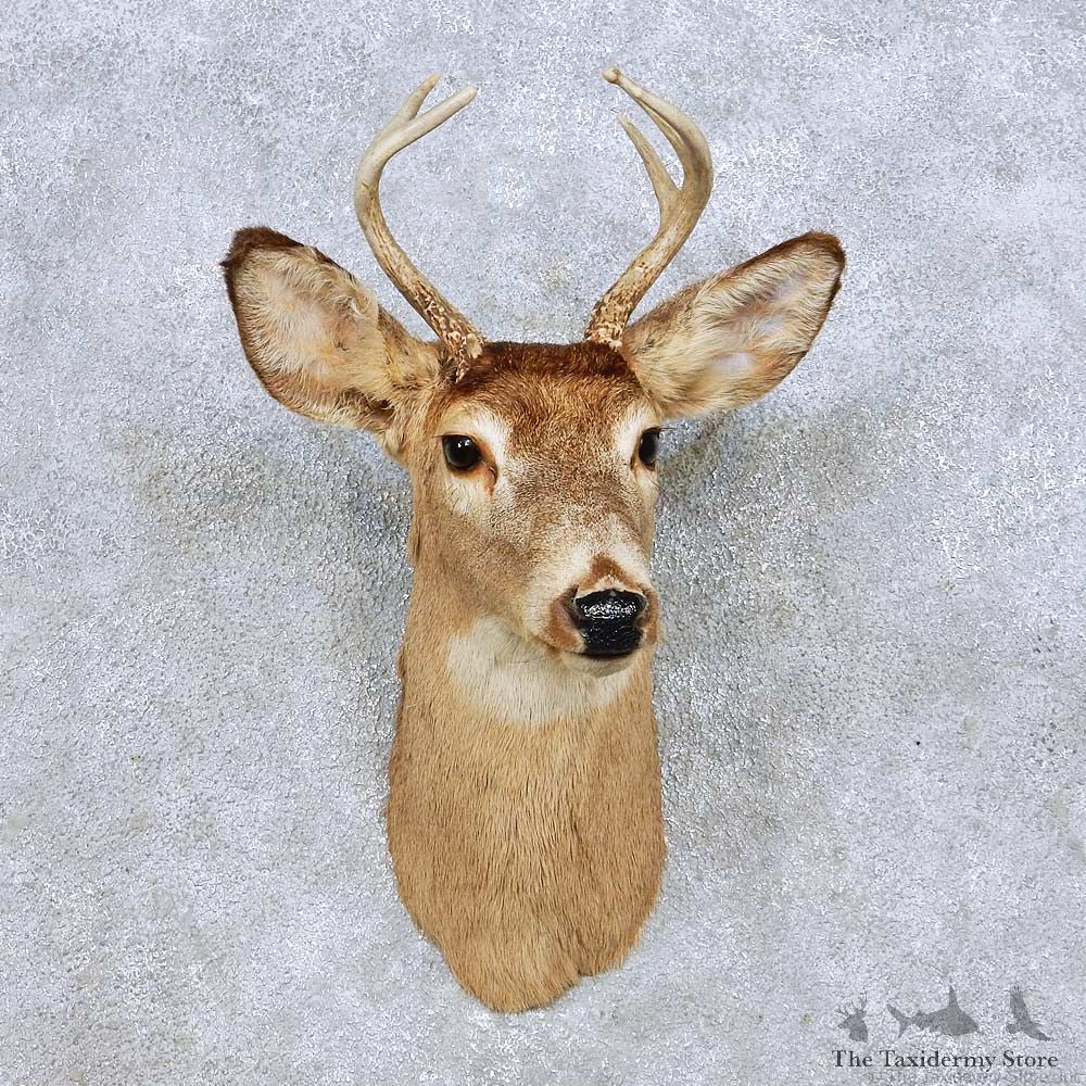 Whitetail Deer Shoulder Mount For Sale #14088 @ The Taxidermy Store
