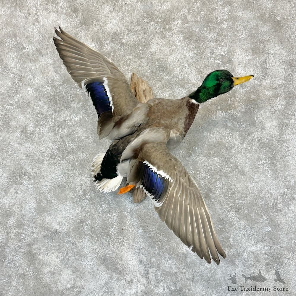Mallard Duck Drake Mount For Sale #29131 @ The Taxidermy Store