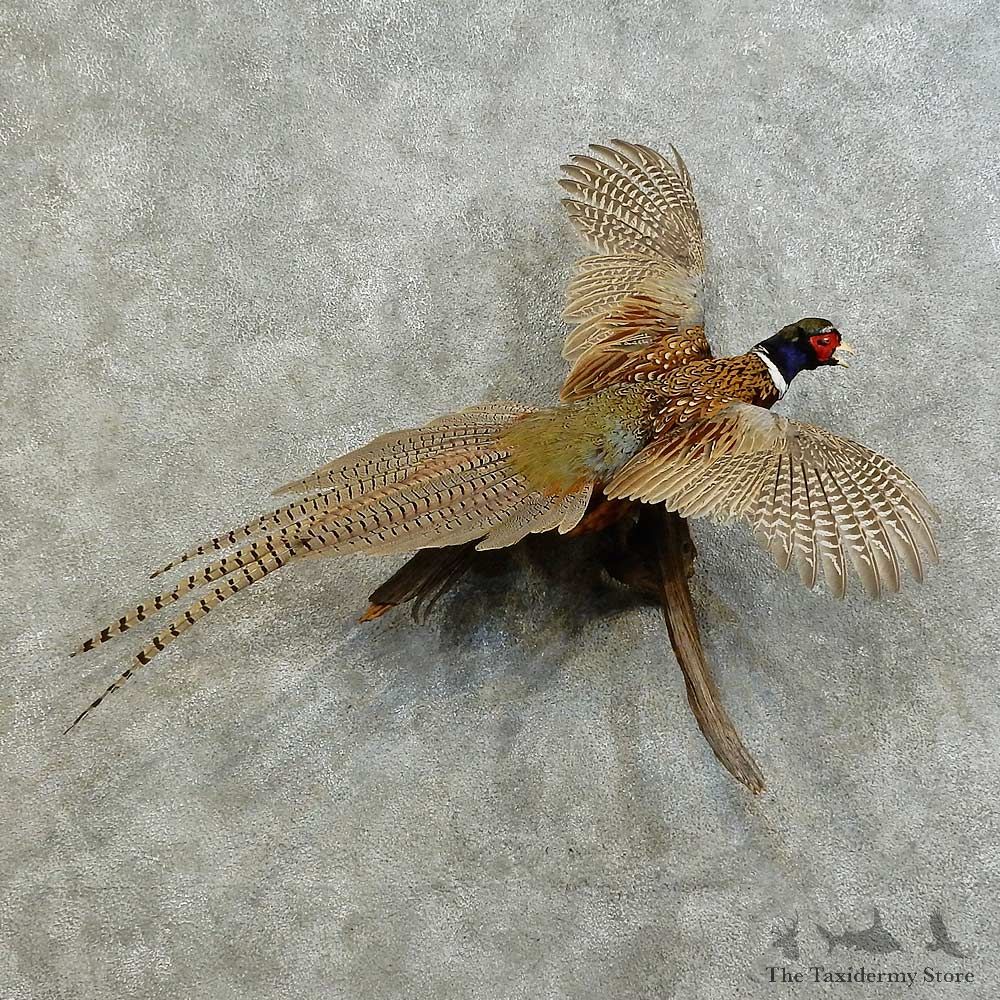 Ringneck Pheasant Bird Mount For Sale #16172 @ The Taxidermy Store