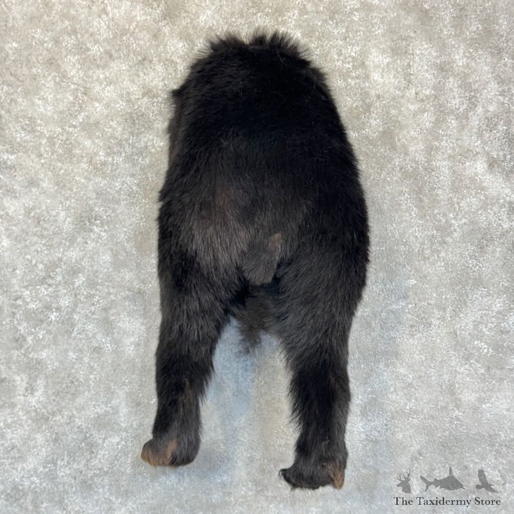 Black Bear Rear Mount For Sale #28818 @ The Taxidermy Store