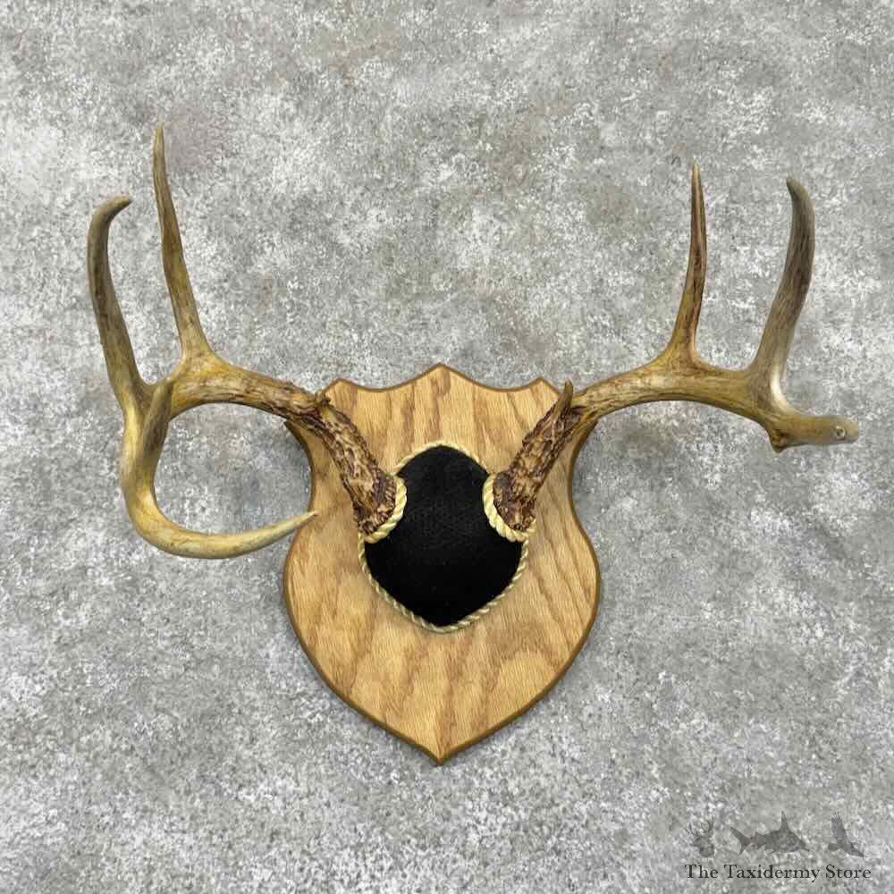 Whitetail Deer Antler Plaque Mount For Sale #31670 @ The Taxidermy Store1