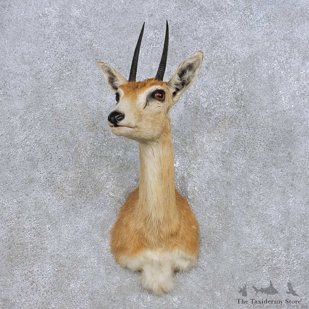 African Oribi Shoulder Mount For Sale #14242 @ The Taxidermy Store