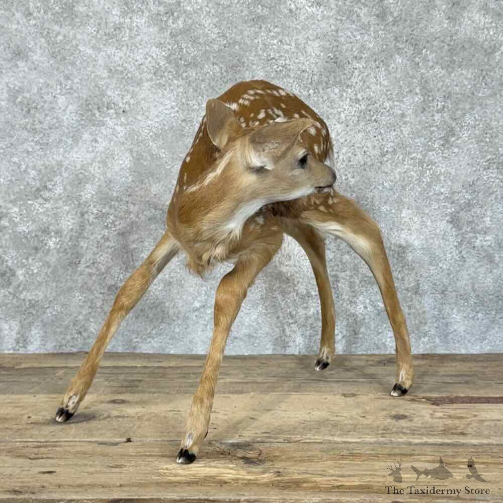Whitetail Deer Fawn Life-Size Mount For Sale #30560 @ The Taxidermy Store