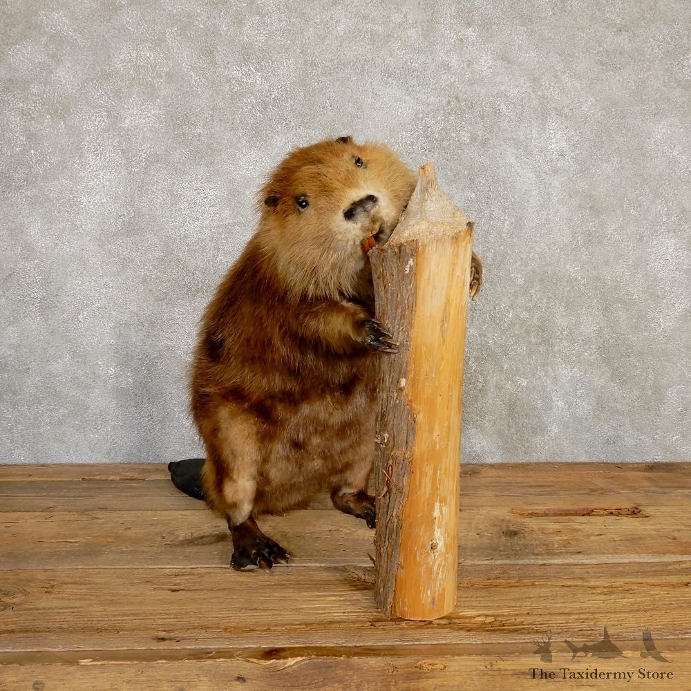North American Beaver Mount For Sale #20110 @ The Taxidermy Store