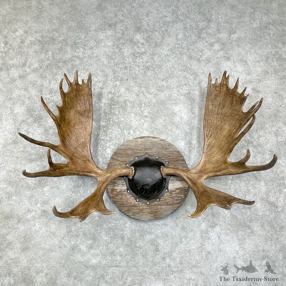 Moose Antler Plaque For Sale #25884 @ The Taxidermy Store