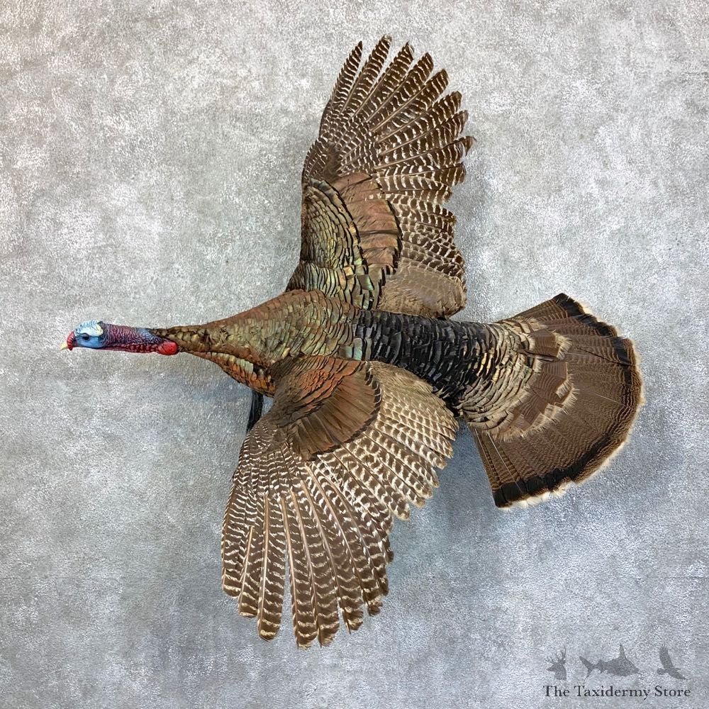 Rio Grande Turkey Life Size Taxidermy Mount #23586 For Sale @ The Taxidermy Store