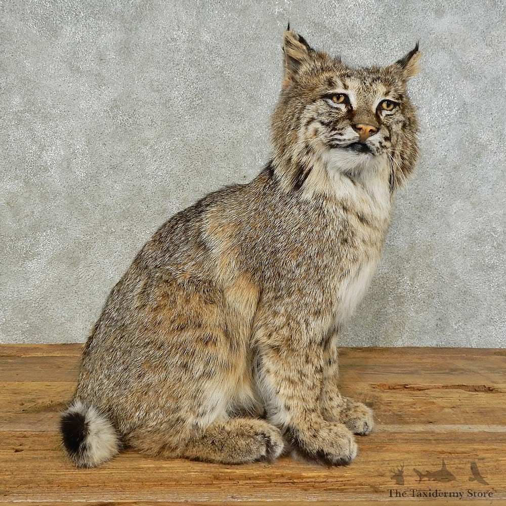 Bobcat Life-Size Mount For Sale #16236 @ The Taxidermy Store