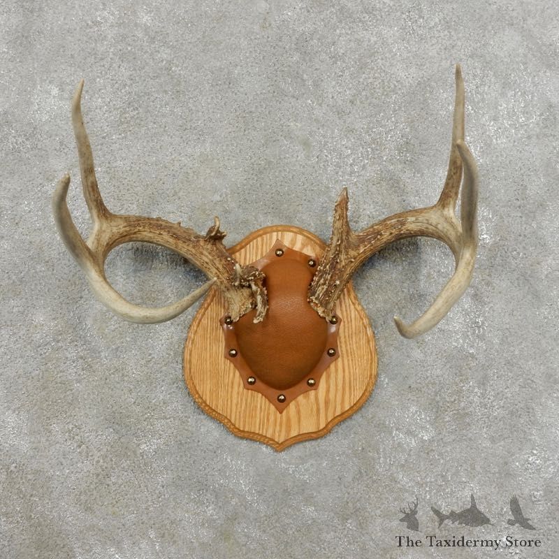 Whitetail Deer Antler Plaque Mount For Sale #17400 @ The Taxidermy Store