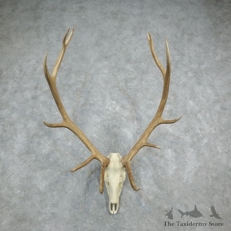 Rocky Mountain Elk Skull European Mount For Sale #18328 @ The Taxidermy Store