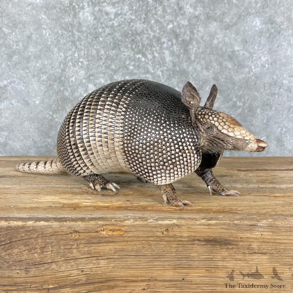 Armadillo Life-Size Mount For Sale #27378 @ The Taxidermy Store