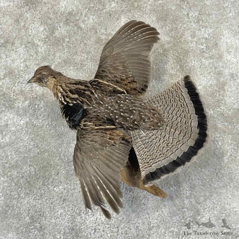 Ruffed Grouse Bird Mount For Sale #31856 @ The Taxidermy Store