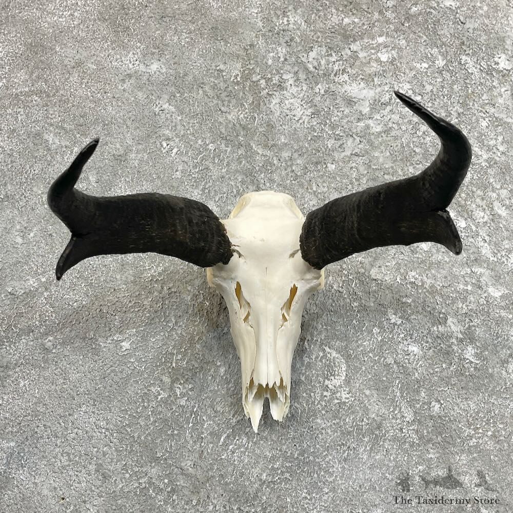 Pronghorn Skull & Horn European Mount For Sale #27492 @ The Taxidermy Store