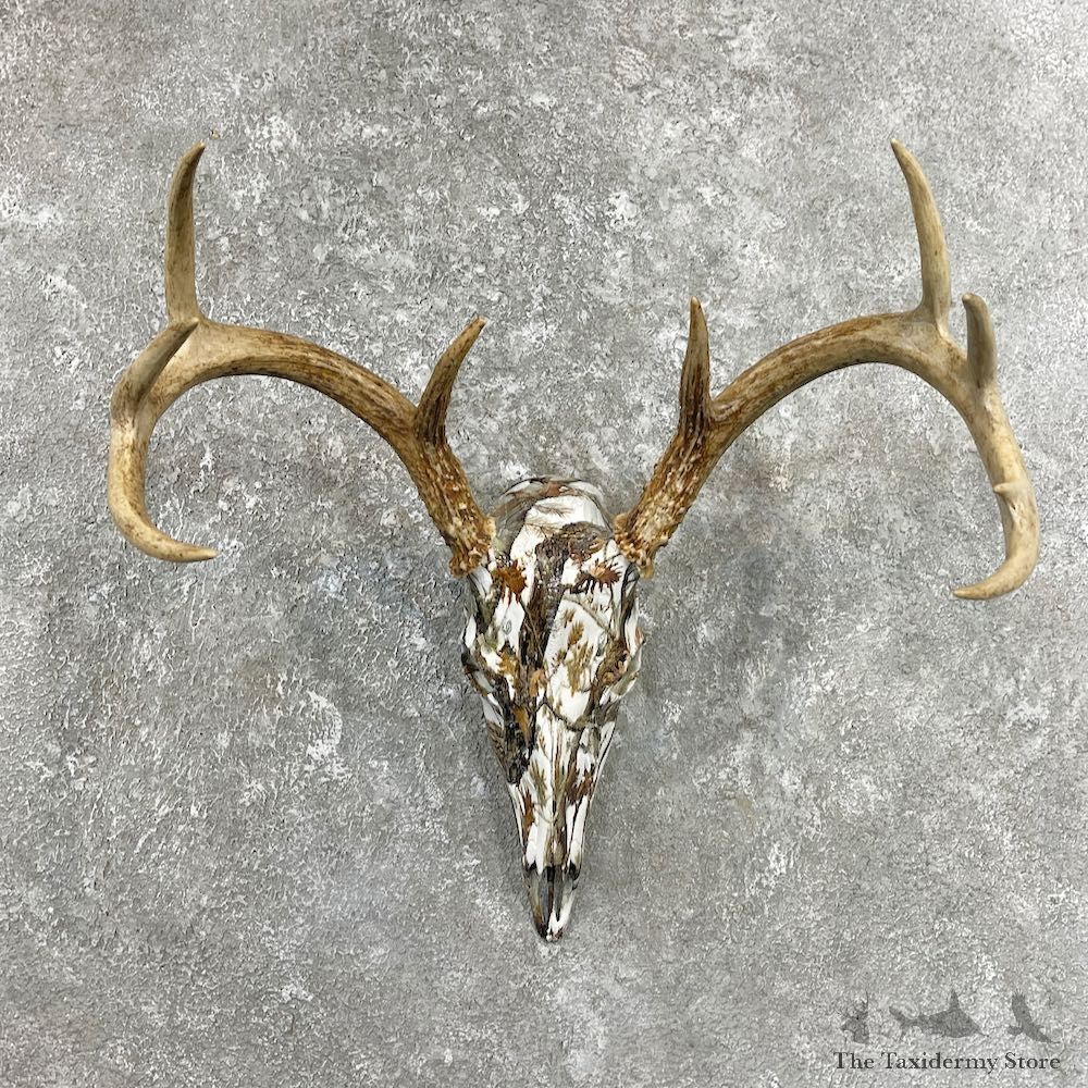 Whitetail Deer Dipped Skull Mount For Sale #26236 @ The Taxidermy Store