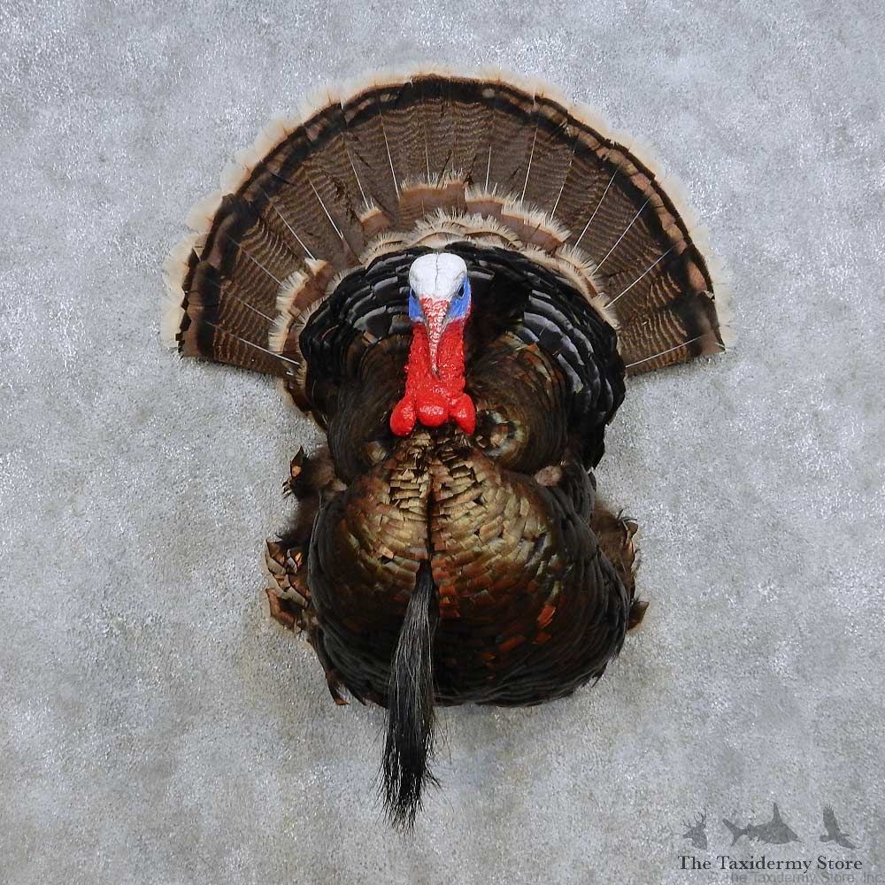 Merriam’s Half Life Size Mount For Sale #14412 @ The Taxidermy Store