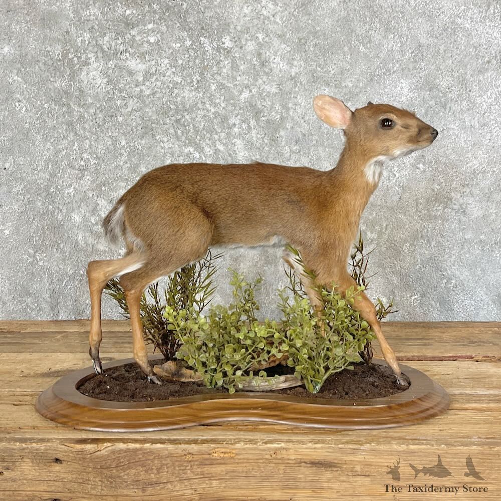Suni Antelope Life-Size Mount For Sale #27600 @ The Taxidermy Store