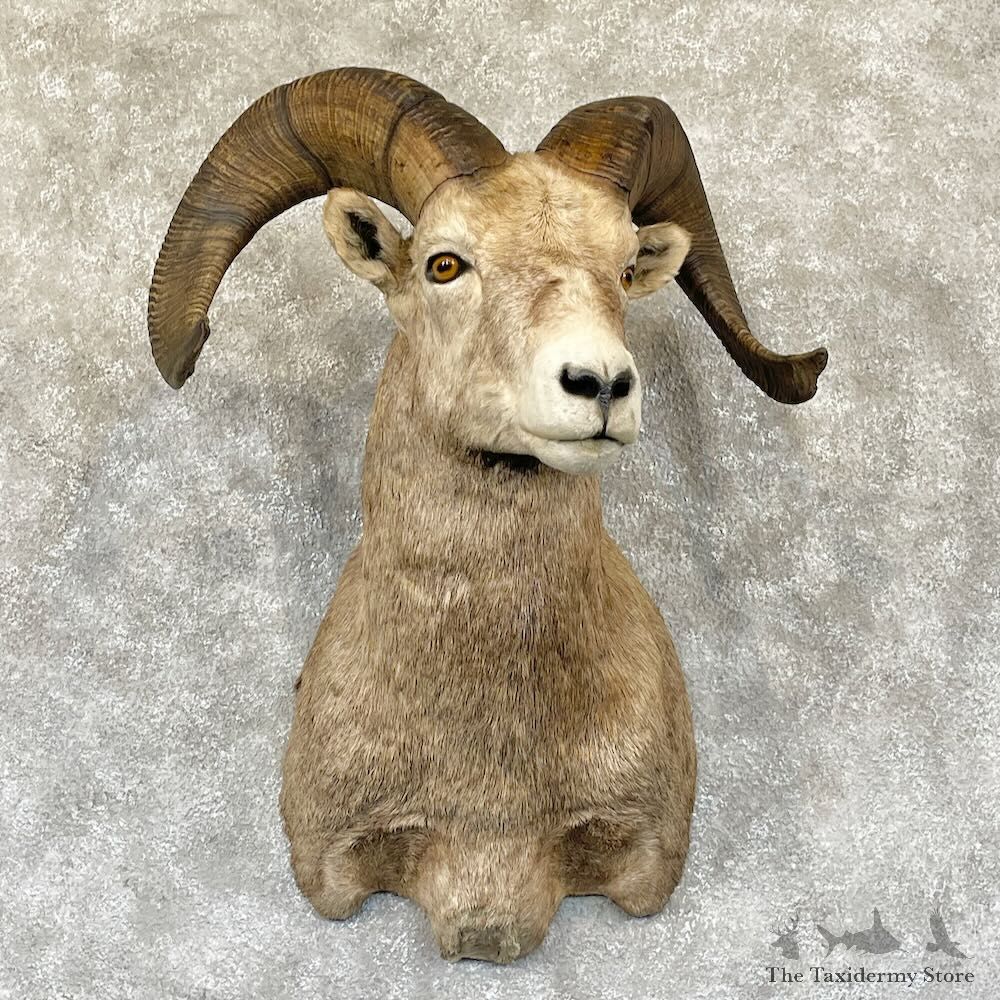 Rocky Mountain Bighorn Sheep Shoulder Mount For Sale #28278 @ The Taxidermy Store