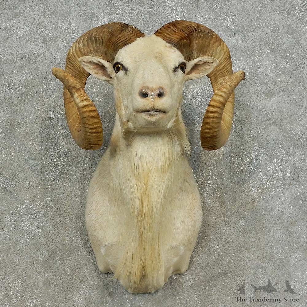 Dall Sheep Shoulder Mount For Sale #16872 @ The Taxidermy Store
