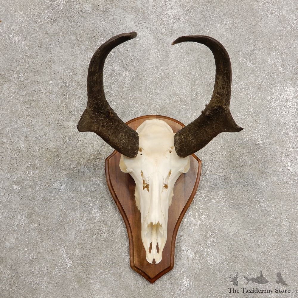Pronghorn Skull & Horn European Mount #20445 For Sale @ The Taxidermy Store