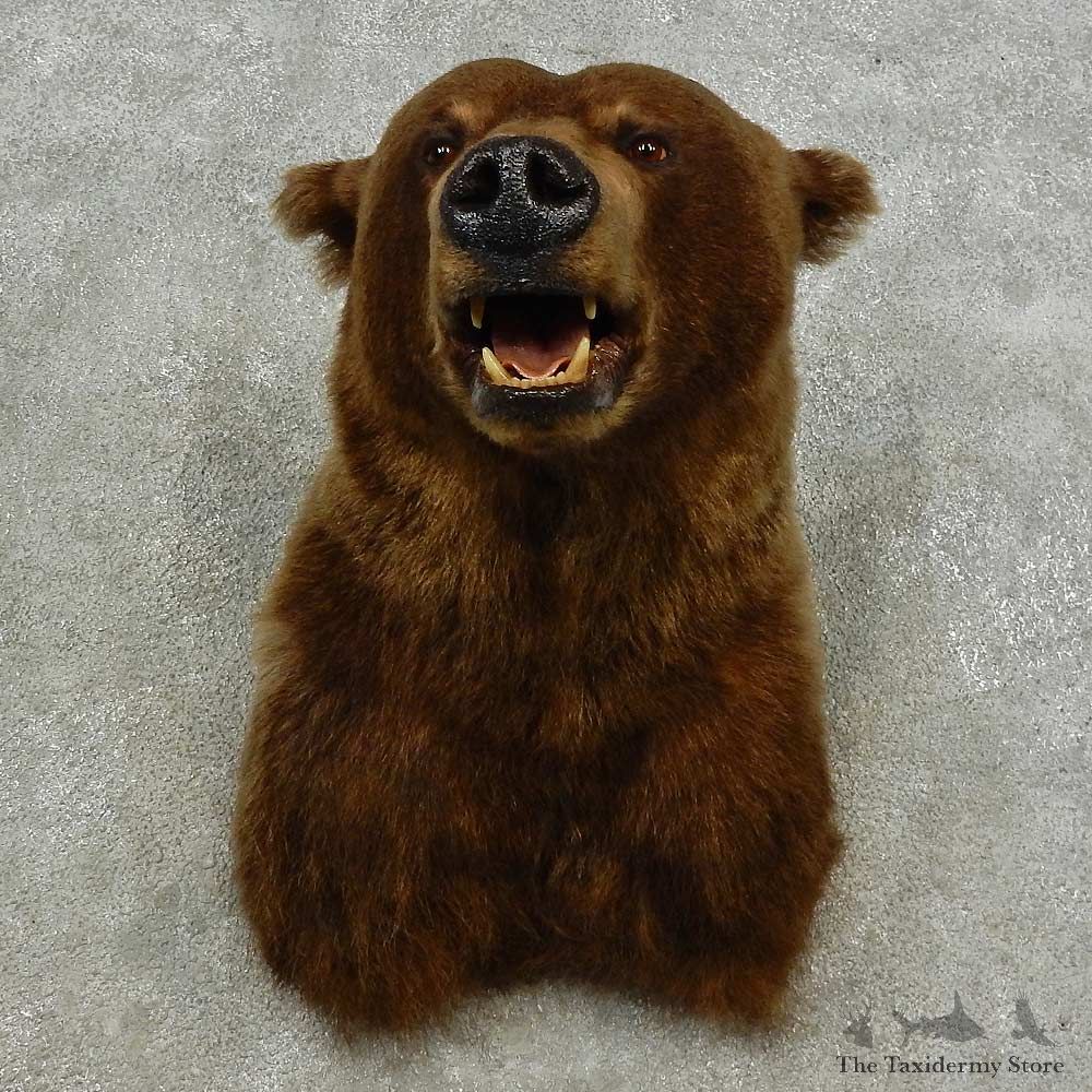 Grizzly Bear Shoulder Mount For Sale #16869 @ The Taxidermy Store