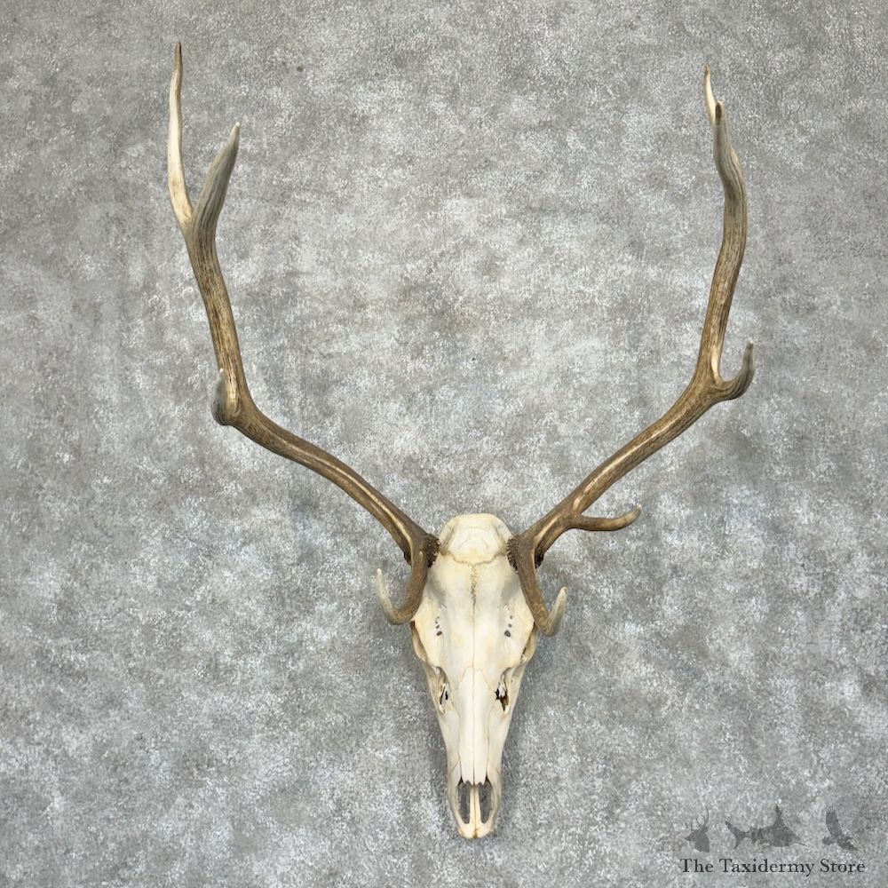 Rocky Mountain Elk Skull European Mount For Sale #29466 @ The Taxidermy Store
