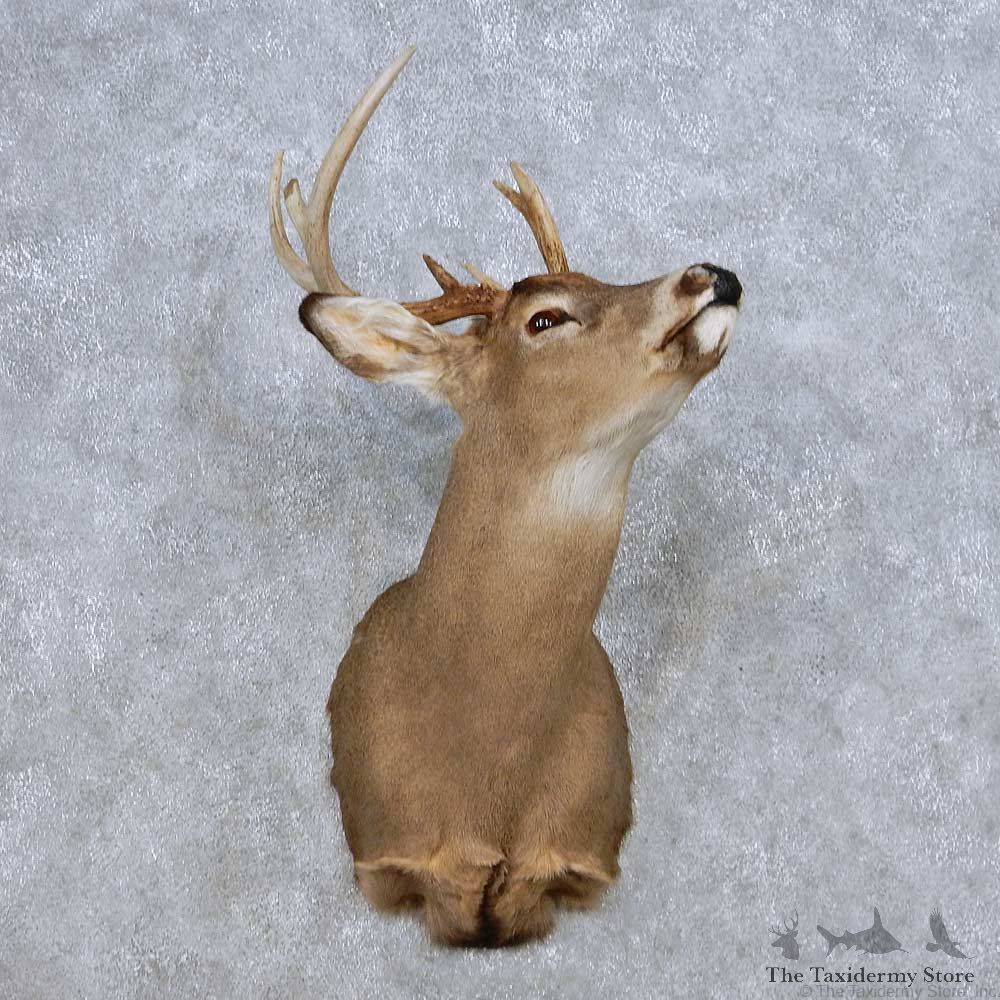 Whitetail Deer Taxidermy Shoulder Mount For Sale #14084 @ The Taxidermy Store
