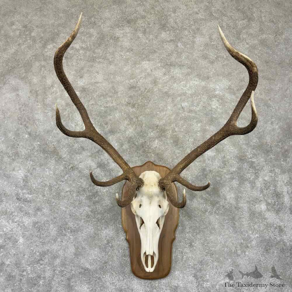 Hybrid Red Deer Stag Skull European Mount For Sale #32352 @ The Taxidermy Store