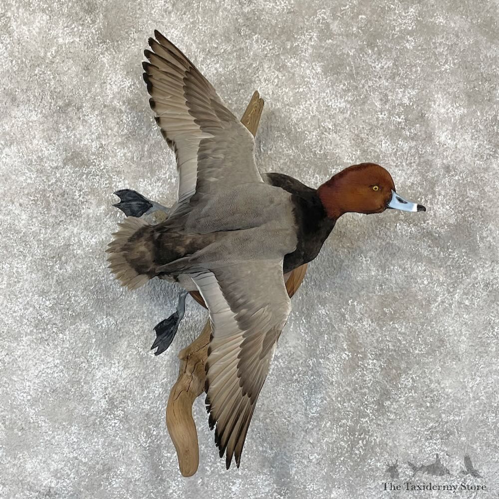 Redhead Duck Bird Mount For Sale #28208 - The Taxidermy Store