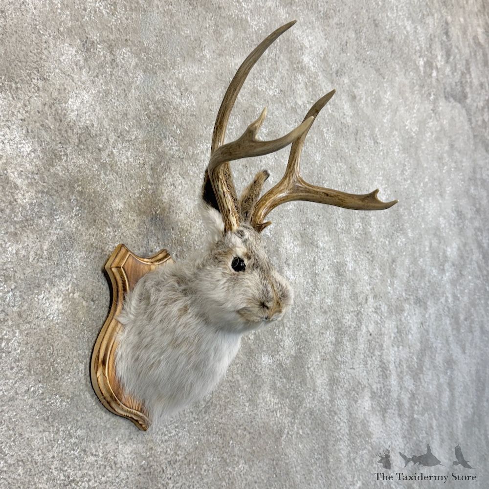 Jackalope Shoulder Mount For Sale #30125 @ The Taxidermy Store