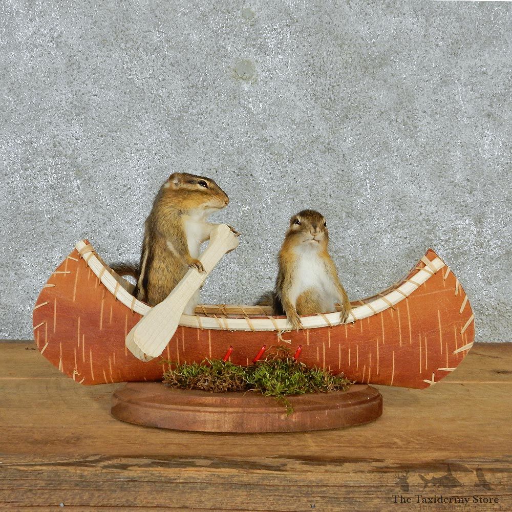 Novelty Canoeing Chipmunks #12941 For Sale @ The Taxidermy Store