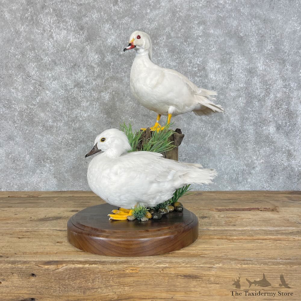 White Wood Duck Pair Bird Mount For Sale #28506 @ The Taxidermy Store