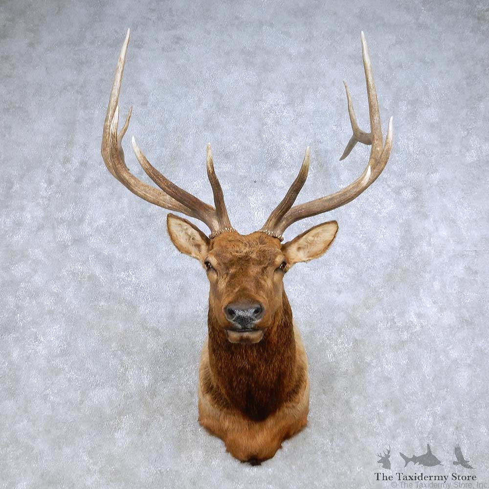 Rocky Mountain Elk Shoulder Mount For Sale #14235 @ The Taxidermy Store