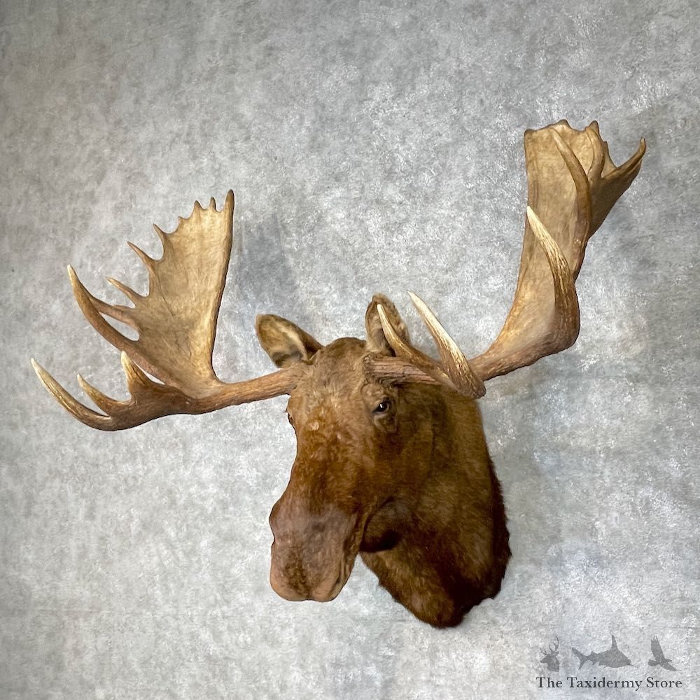 Alaskan Yukon Moose Shoulder Mount For Sale #25394 @ The Taxidermy Store
